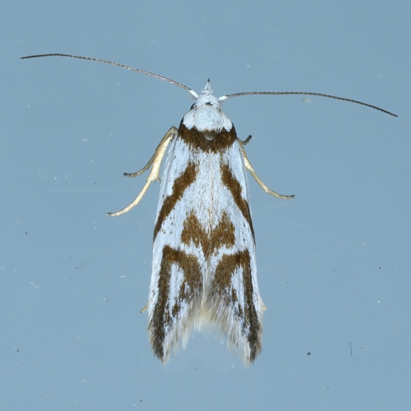 Oxythecta acceptella