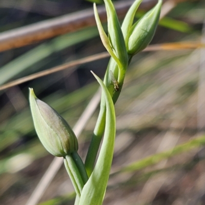 Oxyuranus scutellatus