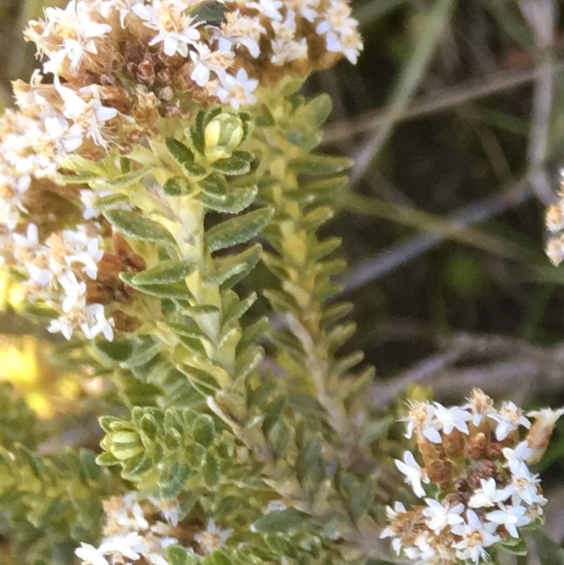 Ozothamnus alpinus