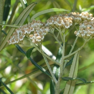 Ozothamnus argophyllus