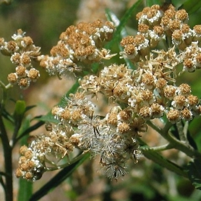 Ozothamnus argophyllus