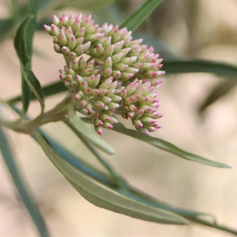 Ozothamnus argophyllus