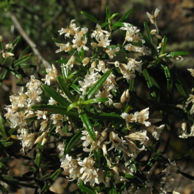 Ozothamnus conditus