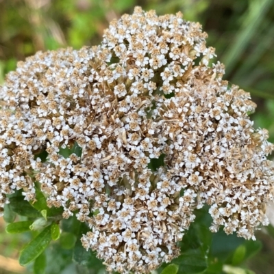 Ozothamnus cuneifolius