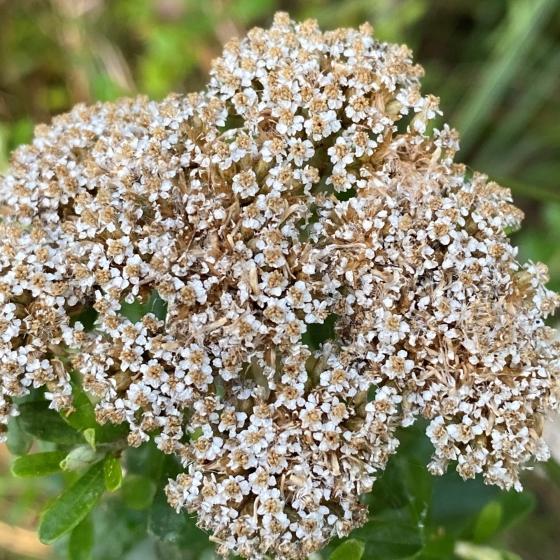 Ozothamnus cuneifolius