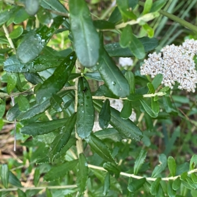 Ozothamnus cuneifolius