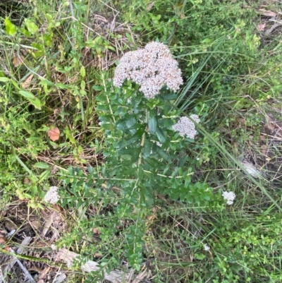 Ozothamnus cuneifolius