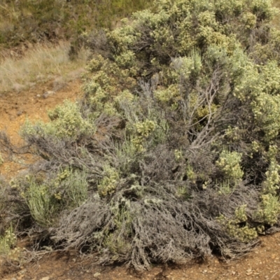 Ozothamnus cupressoides