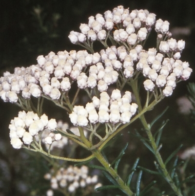 Ozothamnus diosmifolius