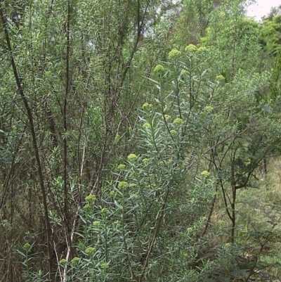 Ozothamnus ferrugineus