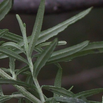 Ozothamnus ferrugineus