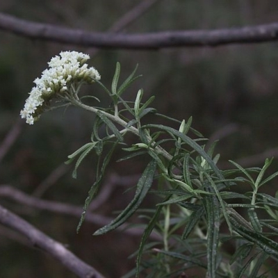 Ozothamnus ferrugineus