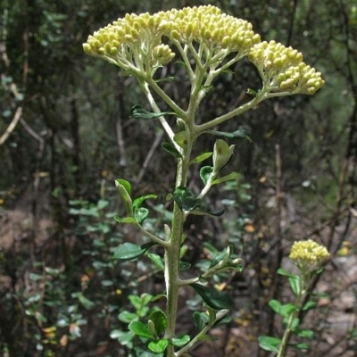 Ozothamnus obcordatus