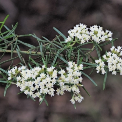 Ozothamnus thyrsoideus