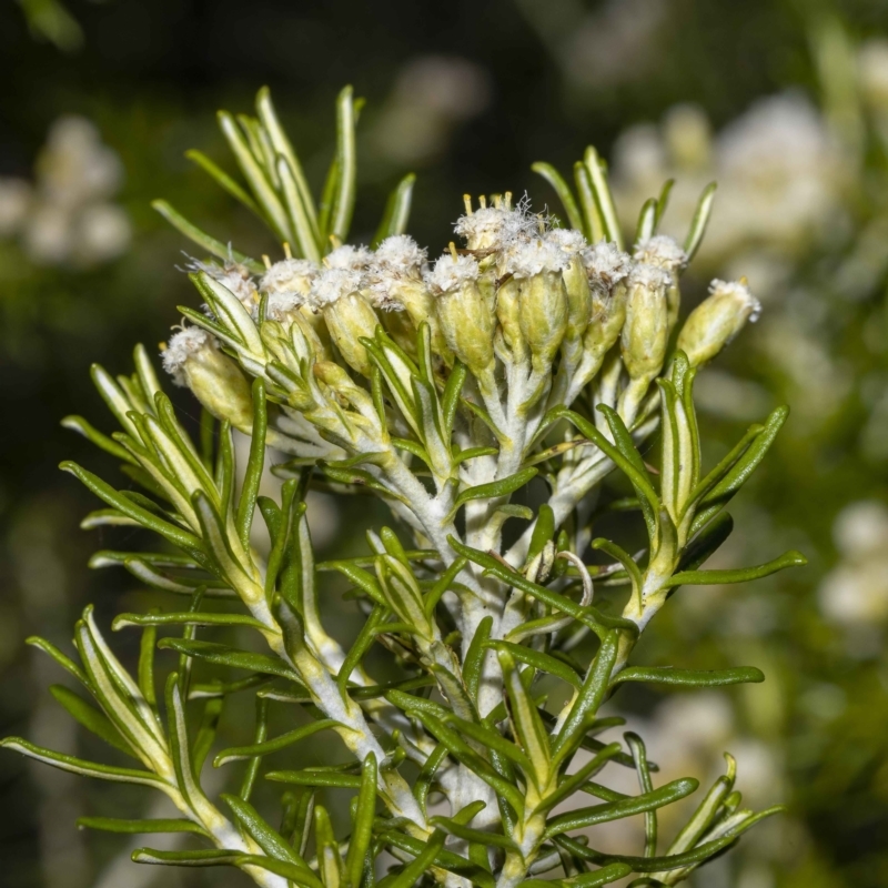 Ozothamnus turbinatus