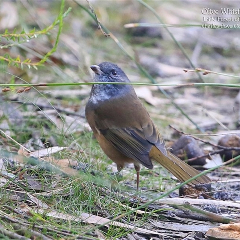 Pachycephala olivacea