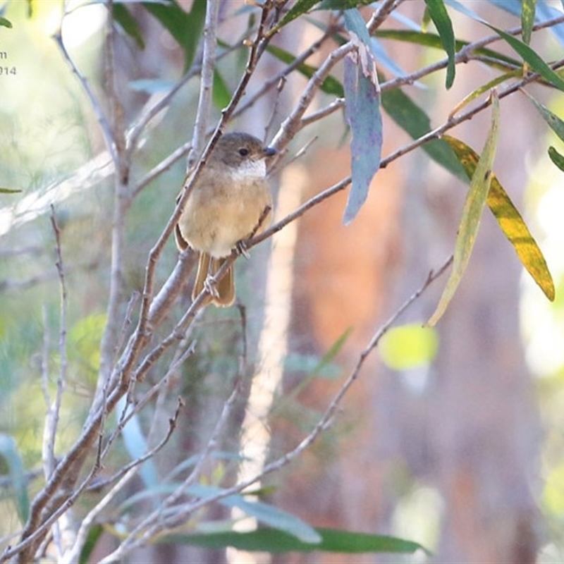 Pachycephala olivacea