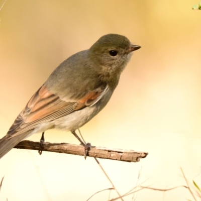 Pachycephala pectoralis