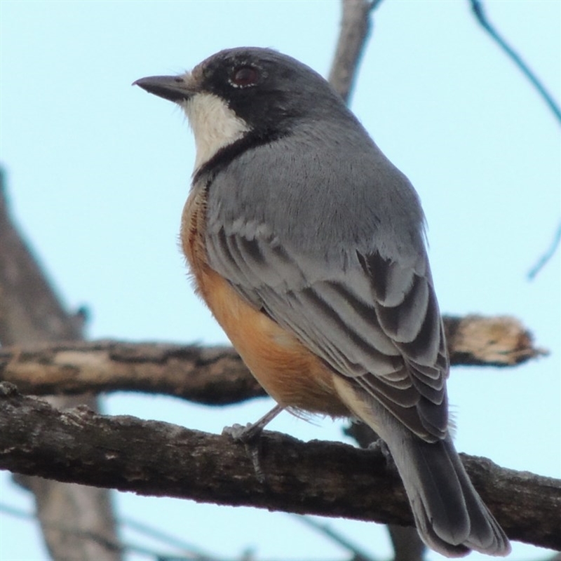 Pachycephala rufiventris