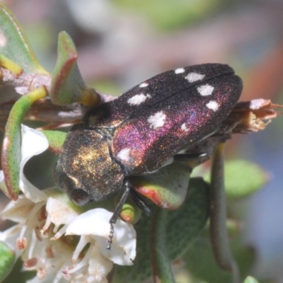 Pachycisseis bicolor