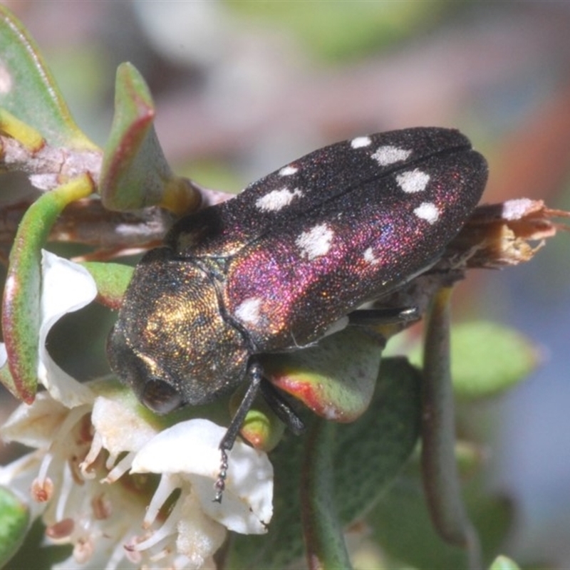 Pachycisseis bicolor