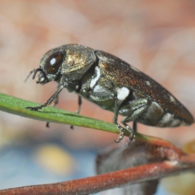 Pachycisseis bicolor