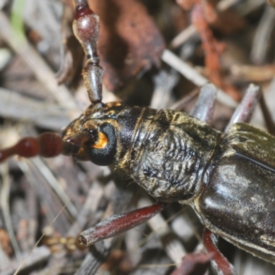 Pachydissus sp. (genus)