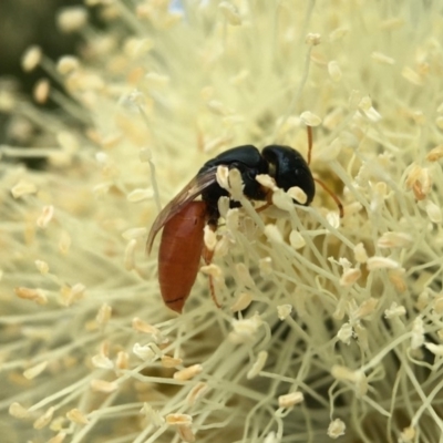 Pachyprosopis mirabilis