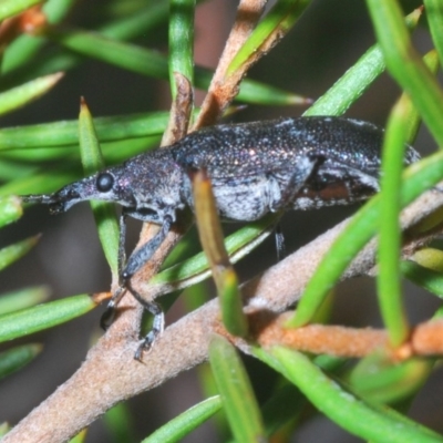 Pachyura australis