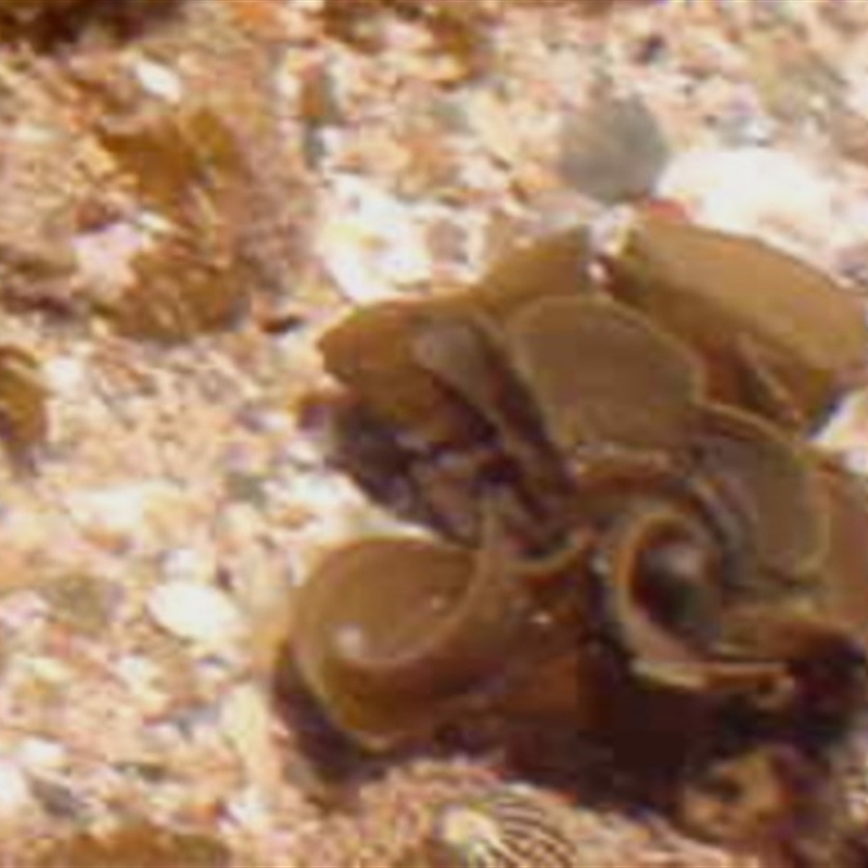 Padina sp. (genus)