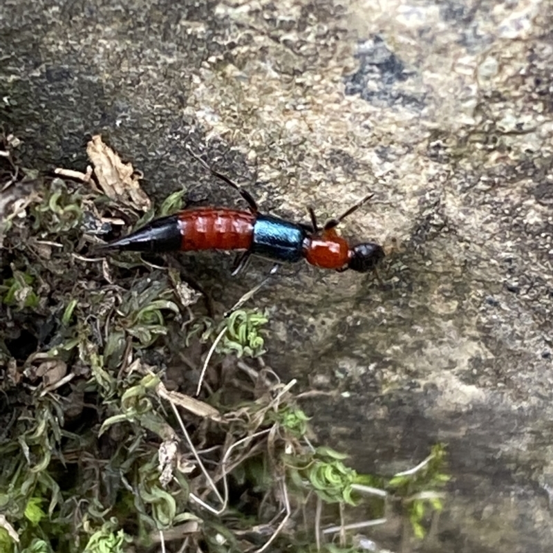 Paederus sp. (genus)