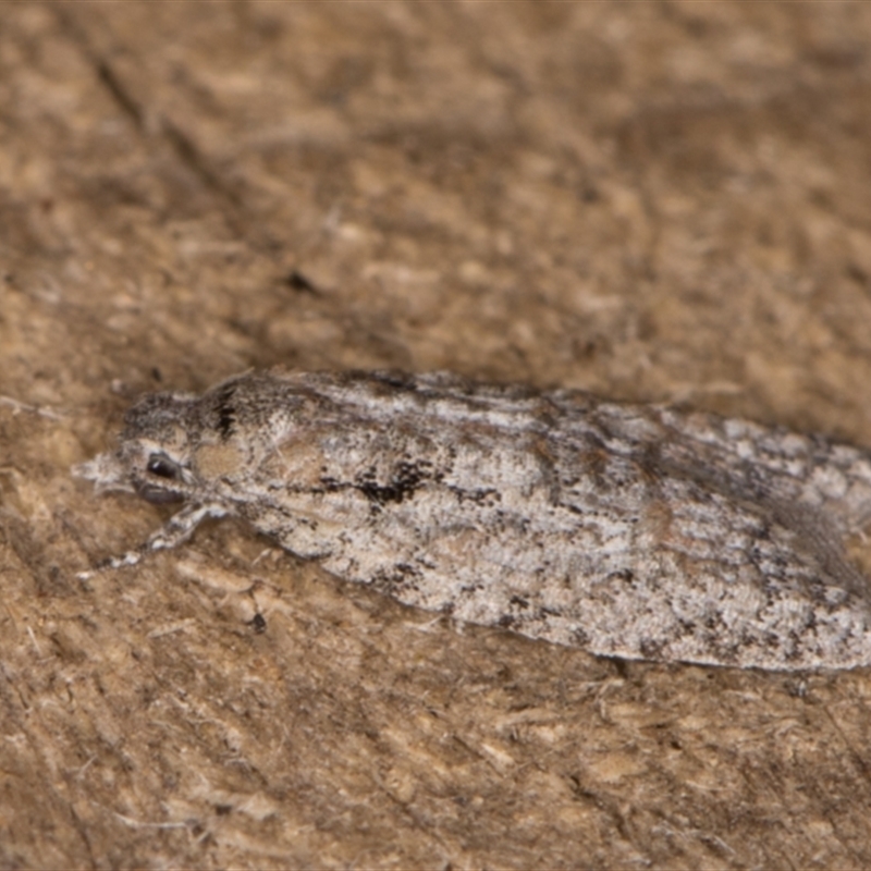 Palaeotoma styphelana