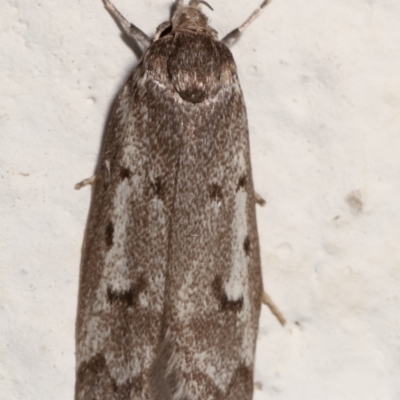 Palimmeces leucomitra