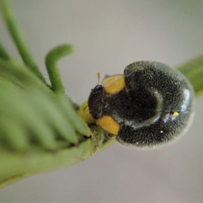 Larvae