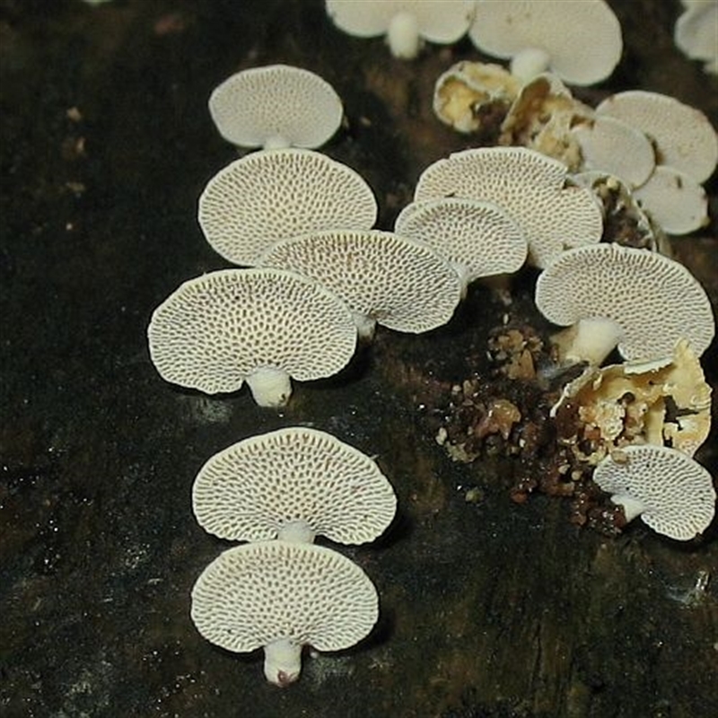 Panellus pusillus