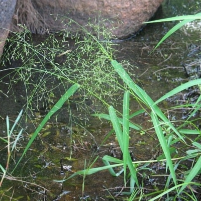 Panicum bisulcatum