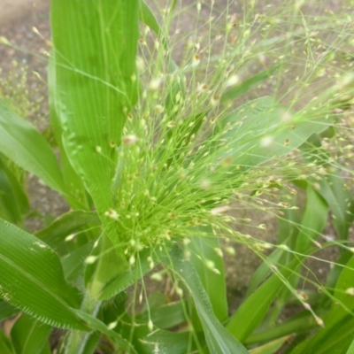 Panicum capillare