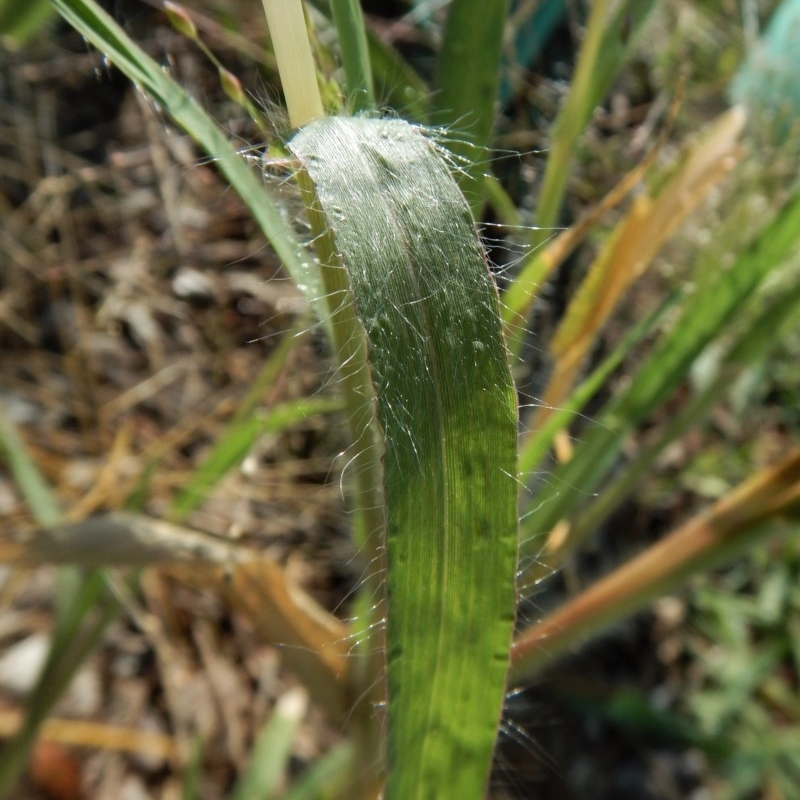 Panicum capillare/hillmanii