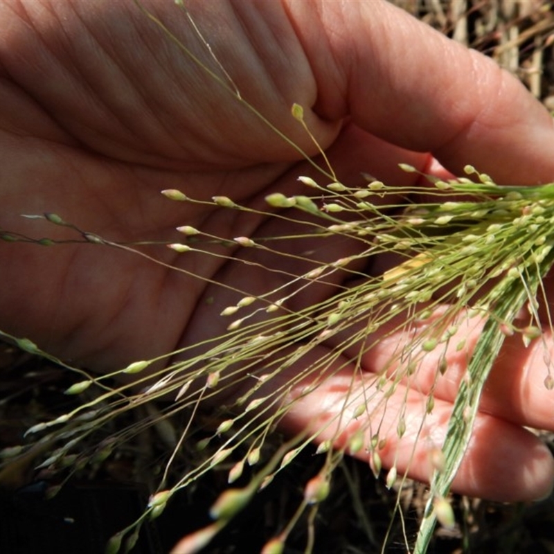 Panicum capillare/hillmanii