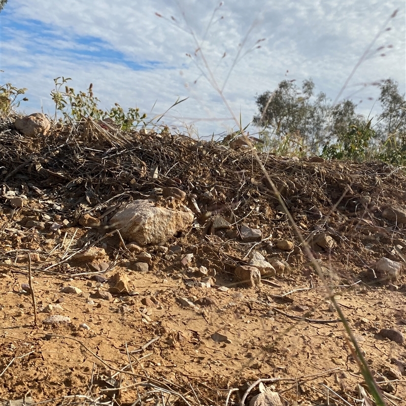 Panicum decompositum var. decompositum