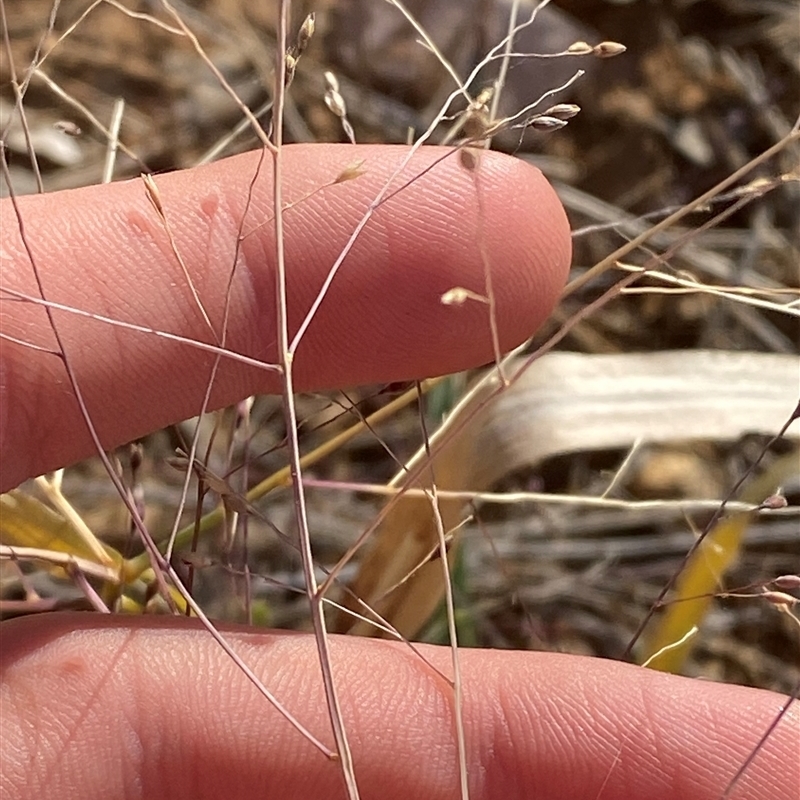 Panicum decompositum var. decompositum