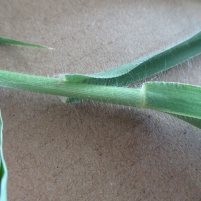 Panicum hillmanii