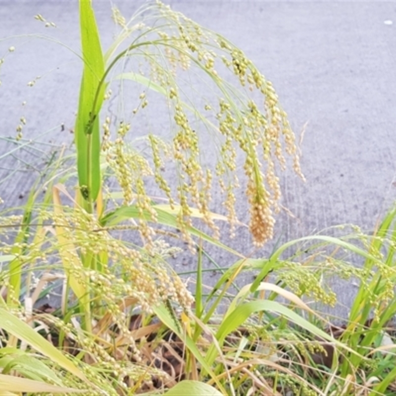 Panicum miliaceum