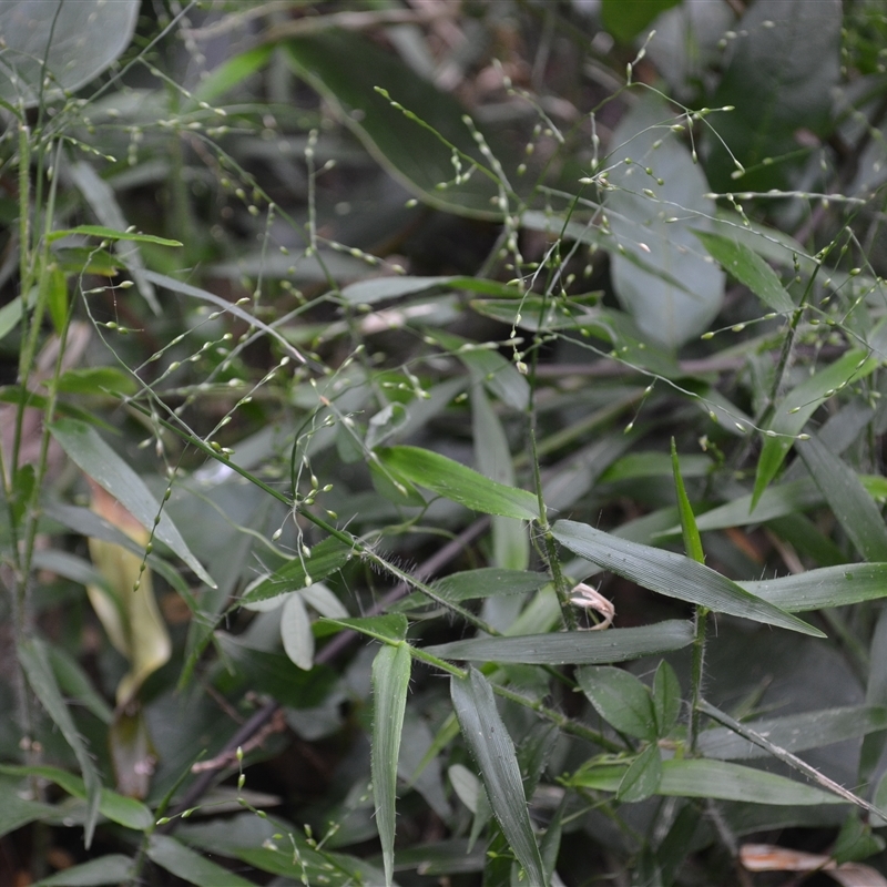 Panicum pygmaeum