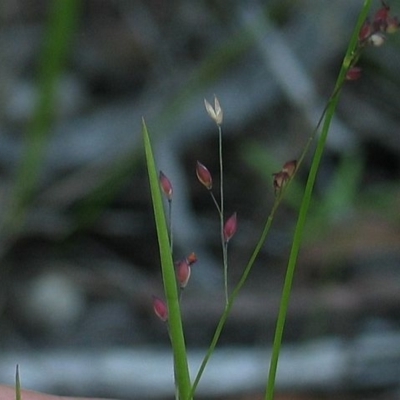 Panicum simile