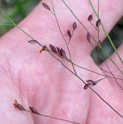 Panicum simile