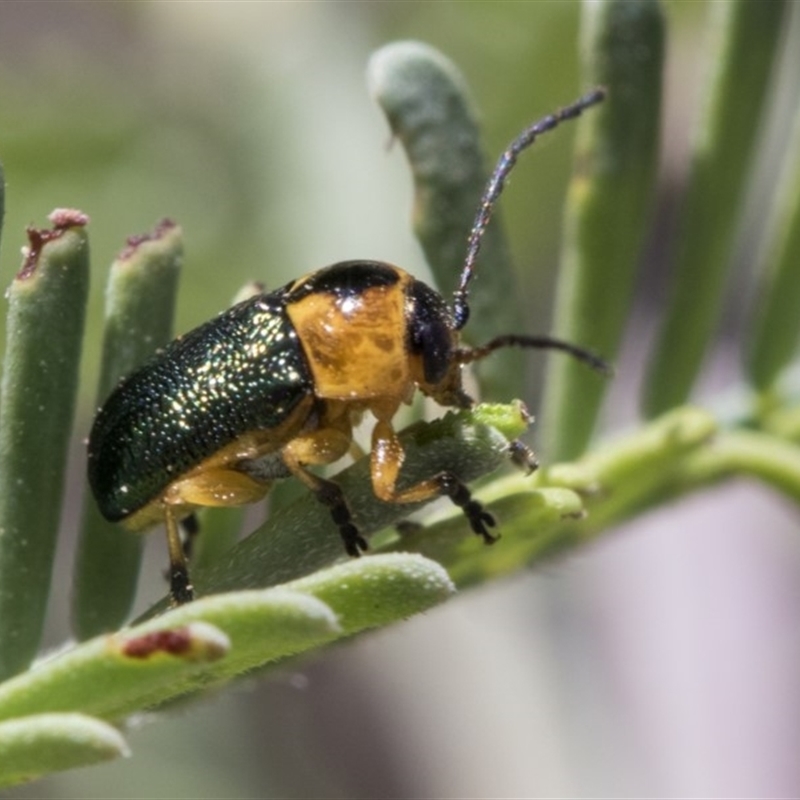 Aporocera (Aporocera) consors