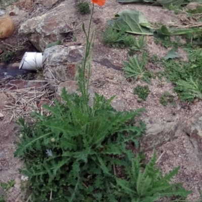 Papaver aculeatum