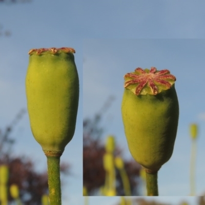 Papaver dubium