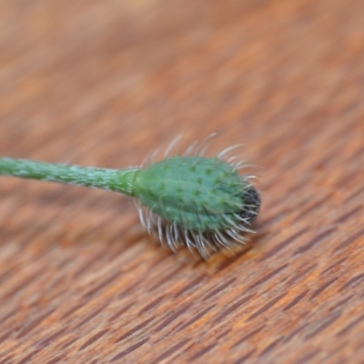 Papaver hybridum